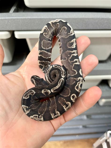 Super Ghi Ball Python By Planet Python Morphmarket