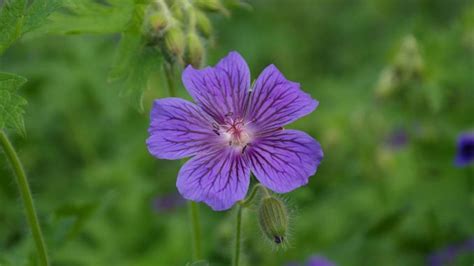 Purple cranesbill - info, planting, care and tips - live-native.com