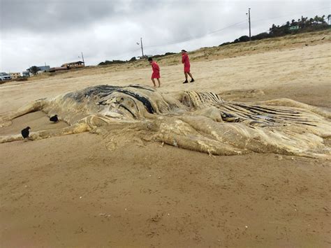 A Gazeta Baleia é encontrada morta em praia no litoral de Marataízes