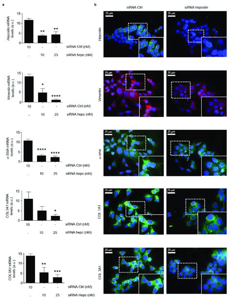 Silencing Of Hepcidin In Crc Cells Is Associated With A Significant