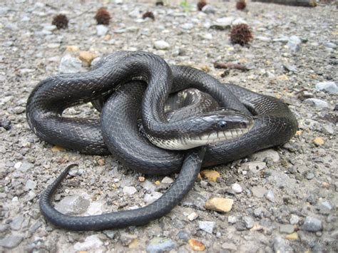 Black Rat Snake Pantherophis Obsoletus Psychotic Nature