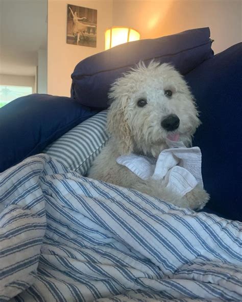 Oakley On Instagram I Builded A Pillow Fort All By Myself Complete