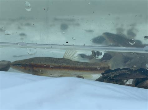 Western Blacknose Dace From Whitby On May At Am By