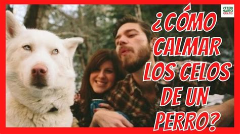 CÓMO CALMAR LOS CELOS DE UN PERRO TRATAMIENTO PARA LOS PERROS