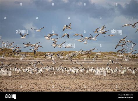 Swarm of birds hi-res stock photography and images - Alamy