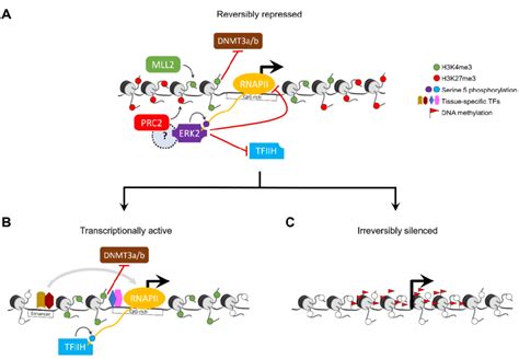 Model For Bivalent Chromatin Maintaining Epigenetic Plasticity By