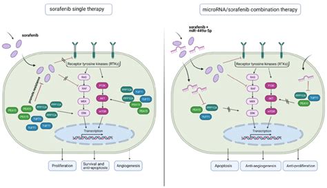 Schematic Diagram Depicting The Benefit Of MicroRNA Sorafenib