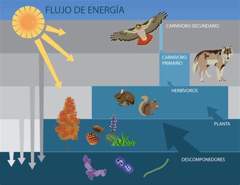 Flujo de la energía en los ecosistemas Ecosistemas The Best Porn Website