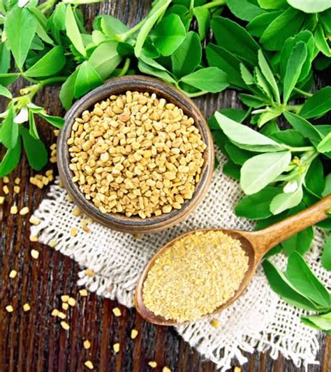 Growing Guide And Health Benefits Of Fenugreek Seeds Agric Profits