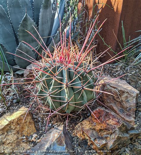 Look At The Spines On These Cacti