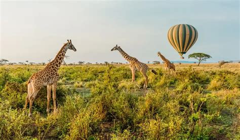 Safaris In Tanzania And Kenya Packages Cost More