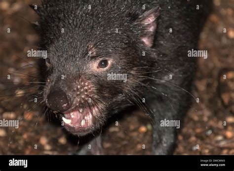 Healthy But Endagered Tasmanian Devil In Captivitytasmania Australia