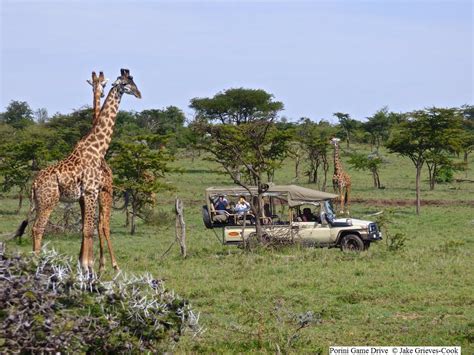 15 Unusual Animals in Kenya from Gamewatchers Safaris