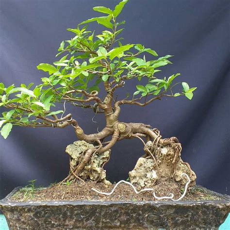 Jual Bonsai Pohon Loa Ficus Racemosa Di Seller Enk Bonsai Art Jonggol