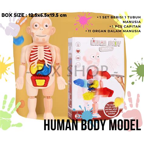 Jual Rix Mainan Edukasi Anak D Human Body Model Organ Tubuh