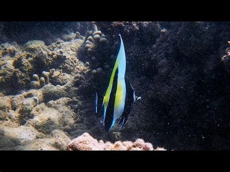 Anini Beach Snorkeling | Kauai - Hawaii Activities and Tours