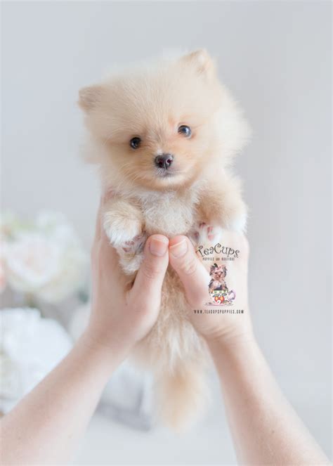 Teacup Pomeranians For Sale Teacup Puppies Boutique