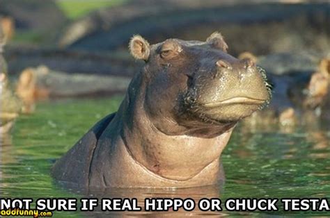 Funny Hippo Quotes Quotesgram