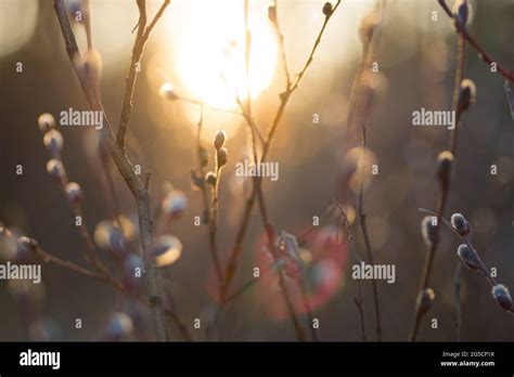 Natural Spring Background With Pussy Willow Branches Toned Image Stock Photo Alamy