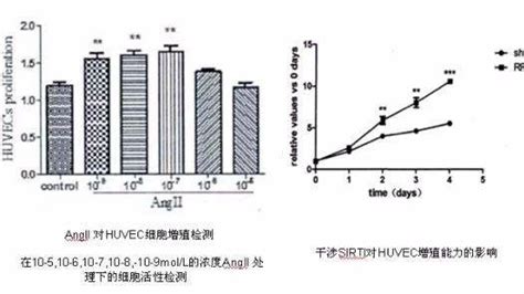 细胞增殖毒性检测方法比较及cck 8法活力测定aletin