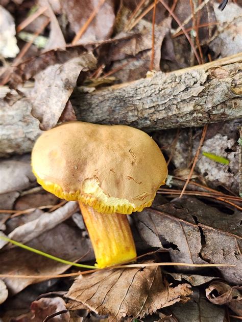 Golden Gilled Bolete From Huntingdon County PA USA On August 4 2023