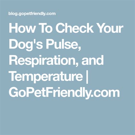 How To Check Your Dogs Pulse Respiration And Temperature Dog