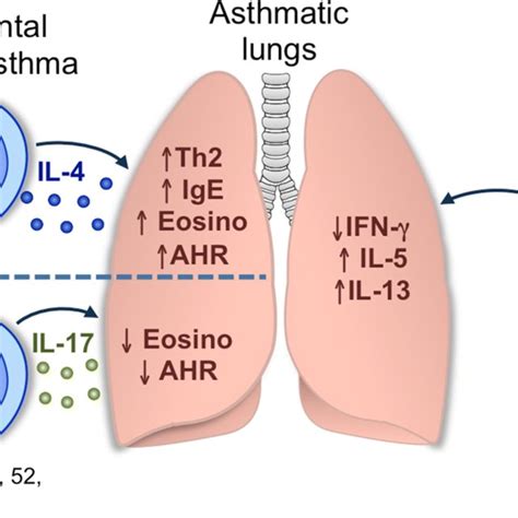 T Cell Immune Response In Asthma In Experimental Asthma Models