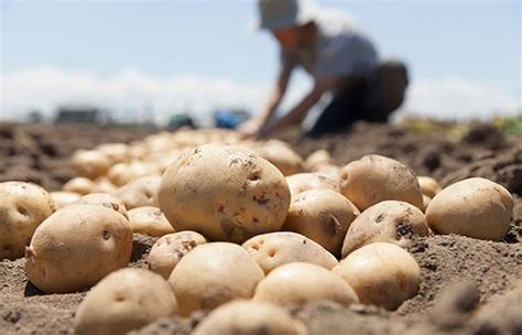 En La Gastronomía Boliviana La Papa Es Un Alimento Esencial