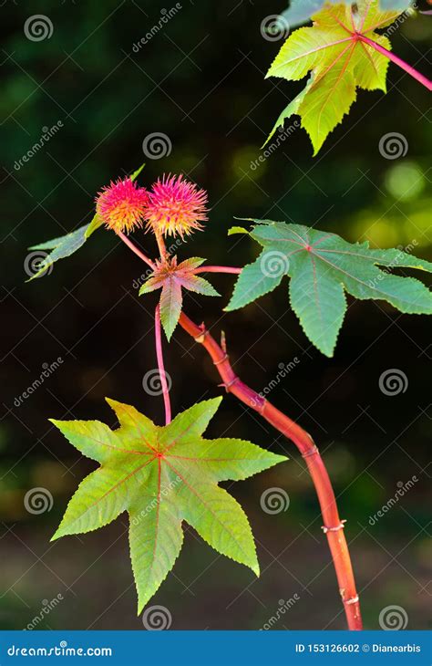 Castor Bean Plant with Flower Stock Photo - Image of alternative, leaf: 153126602