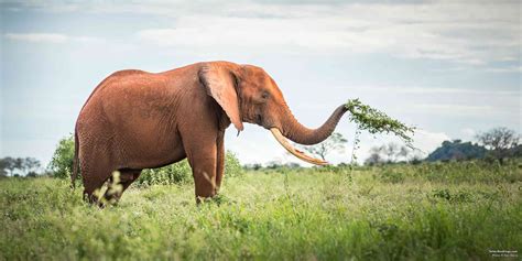 The Red Elephants On Parade In Tsavo National Park