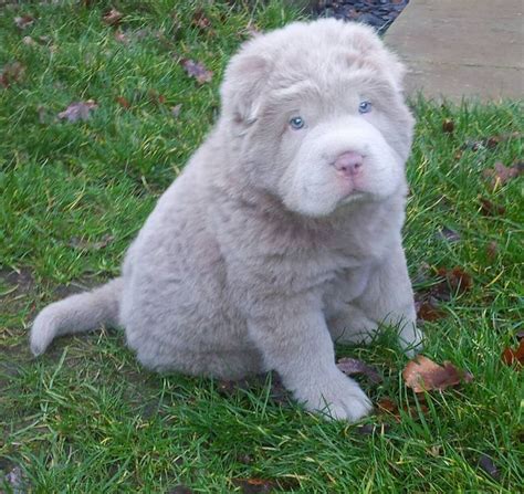 Rare Lillac Color Bear Coat Shar Pei Puppy. I have never seen one of ...