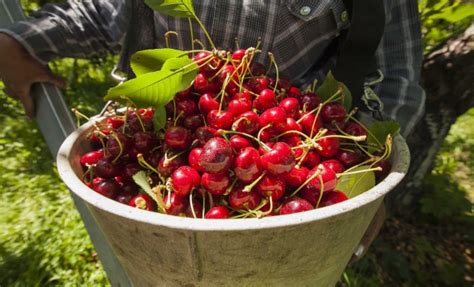 Northwest Cherries Moving In Huge Volumes Good Fruit Grower