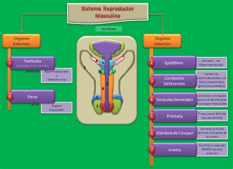 Esquemas Diagramas Gráficos Y Mapas Conceptuales Aparato Reproductor Masculino