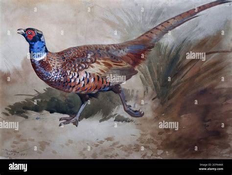 Thorburn Archibald A Pheasant In The Undergrowth British School