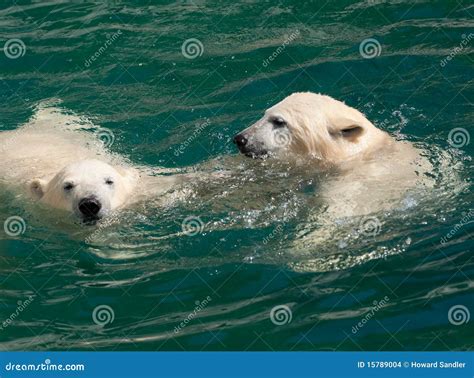 Polar Bear Cubs in the Water Stock Photo - Image of wildlife, swimming ...