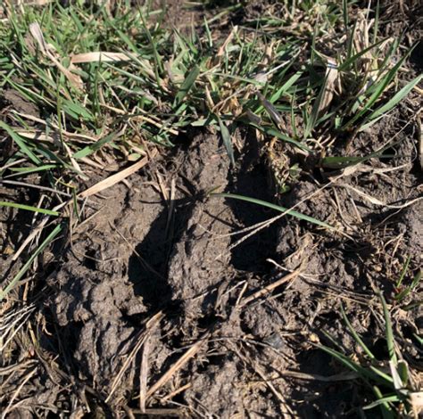 Avoiding Soil Compaction Through Grazing Management Missouri Southern