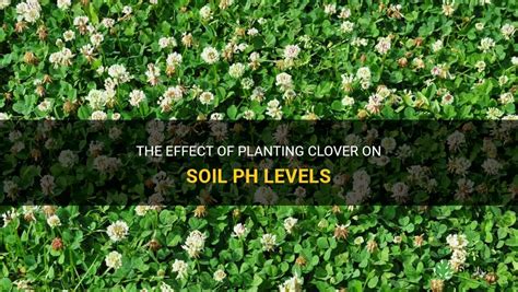 The Effect Of Planting Clover On Soil Ph Levels Shuncy