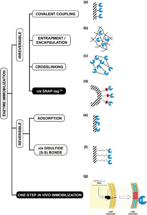 Examples Of Enzyme Immobilisation Methods Among The Traditional