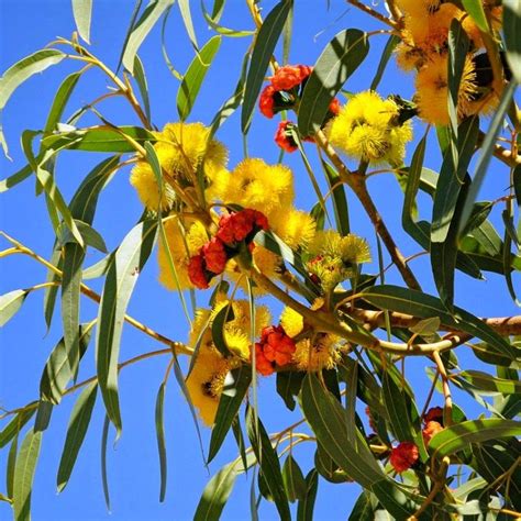 Weeping Wattles Acacia Baileyana Australian Native Plants Australian Native Flowers