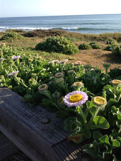 Cambria beach, California. USA | Cambria beaches, Cambria, Beach