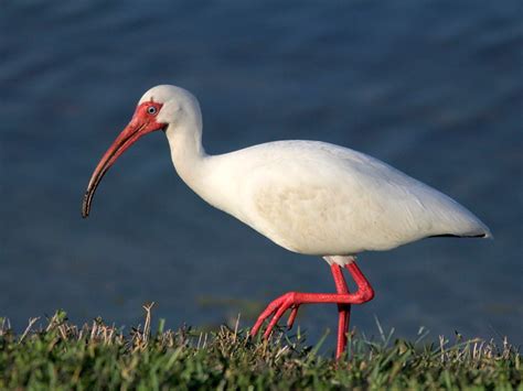 Rosyfinch Ramblings An Unusual And Big White Wading Bird