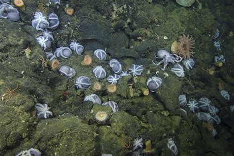 Octopus Garden Mbari