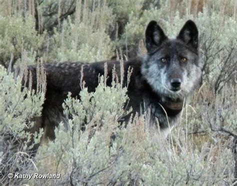 Yellowstone Wolf: Tracking the Packs