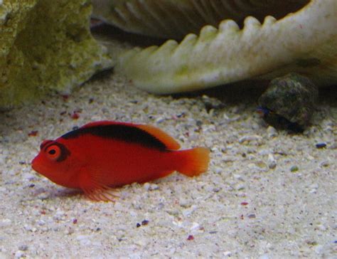 Flame Hawkfish Neocirrhitus Armatus Photos