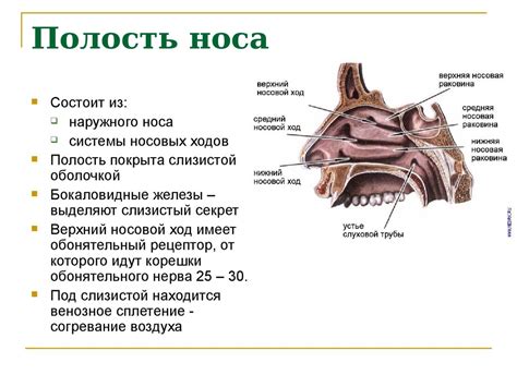 Дыхательная система. Органы дыхания - презентация онлайн