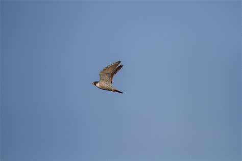 Peregrine falcon in flight