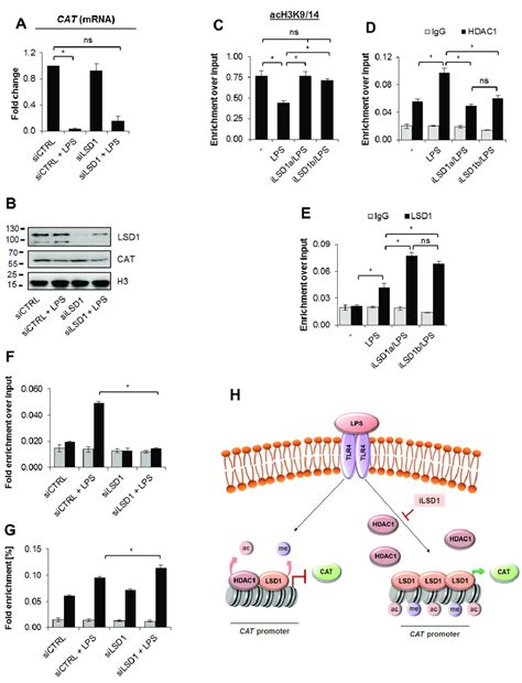 Lsd Activity Allows For Hdac Recruitment To The Cat Promoter And The