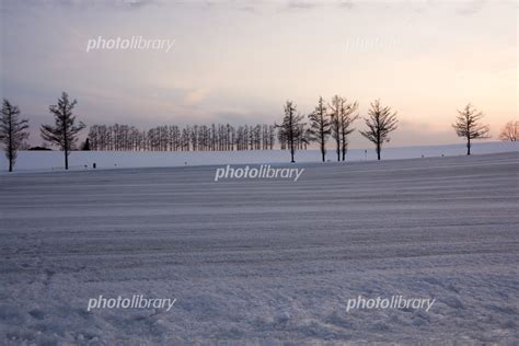 融雪剤が撒かれた雪の畑 美瑛町 写真素材 5874752 フォトライブラリー Photolibrary