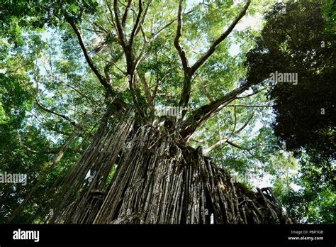 The Curtain Fig Tree Curtain Fig Tree National Park Atherton