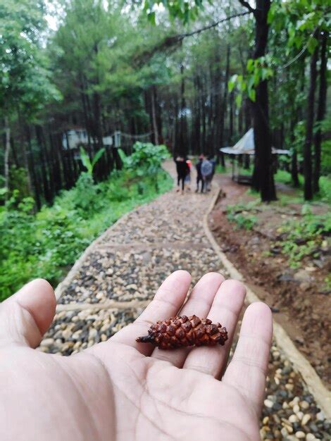 Premium Photo Close Up Of Person Holding Pine Cone In Forest